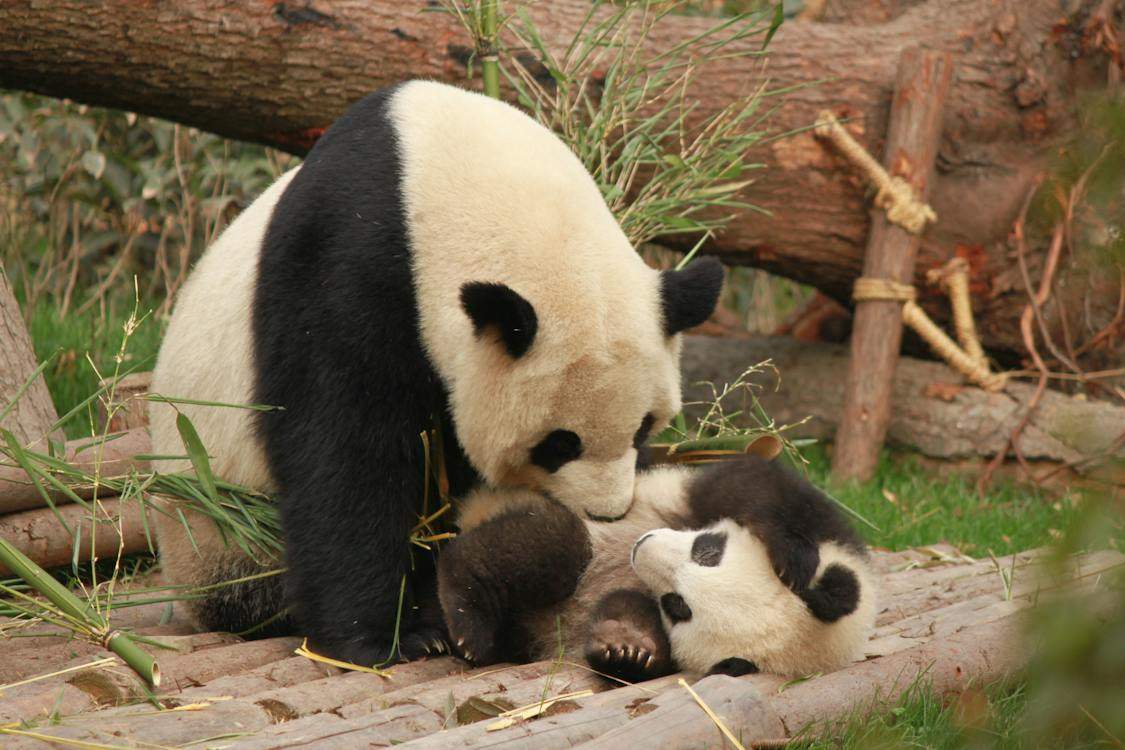 谭爷爷改口喊两姐妹了 熊猫圈惊天大瓜!